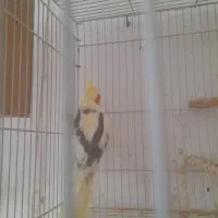 عروس هلندی ماده