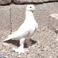 جفت سفید رو تخم