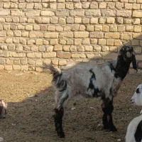 تعدادی بز و بزغاله نر و ماده|حیوانات مزرعه|جعفرآباد, |دیوار