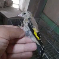 جوجه سهره شستی رنگ روشن روشن