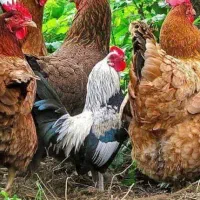 مرغ  خروس محلی