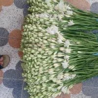 پیاز گل مریمی