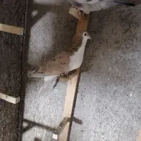 شیر زرد خالدار نقاشی +زاغ دم سفید ماده 16دم