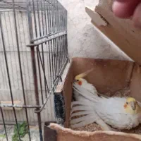 جفت مولد ب شرط|پرنده|علی‌آباد کتول, |دیوار