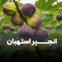 تولید نهال پیوندی انواع نهال