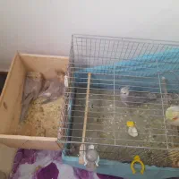 پدر آلبیونو ومادر لوتیتو با دوجوجه دانه خور|پرنده|رشت, دیانتی|دیوار