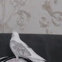 عروس هلندی نر|پرنده|تهران, یاخجی آباد|دیوار