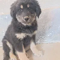 سگ باهوش|سگ|تاکستان, |دیوار