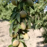 نهالستان آغ باغلار