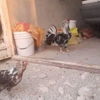 خروس پاکوتاه ریشی