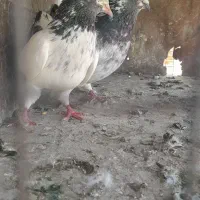 سلام خدمت دوستان ی جفت گله