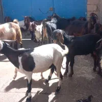 بز برای داشت