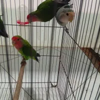 طوطی برزیلی|پرنده|ملارد, |دیوار