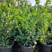 یاس سطل ۱۲ تعداد ۶۰۰عدد