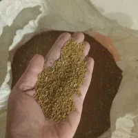 بذر یونجه