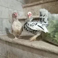 مرغ و خروس مینیاتوری جاپنیز|حیوانات مزرعه|کهریزک, |دیوار