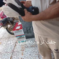 دم سفید|پرنده|اهواز, فرهنگ شهر|دیوار