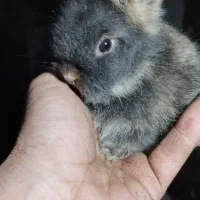 بچه خرگوش لیو هند و لپ|موش و خرگوش|پاوه, |دیوار