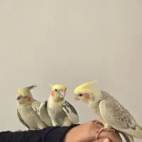 جفتی عروس هلندی مولد سخنگو و رام|پرنده|ایلام, |دیوار