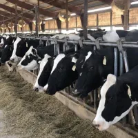 فروش مستقیم گوساله تلیسه هولشتاین آبستن