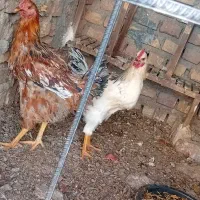 یک عدد خردس و یک مرغ