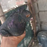 گروه خرید فروش انواع اقسام حیون پرنده وغیره