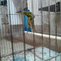 قناری جیور چمنی کم یاب