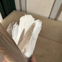 زاع دم سفید|پرنده|یزد, |دیوار