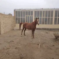 فروش مادیون کرد