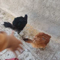مورغ وتقچه تخمی