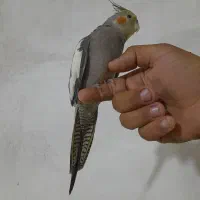 طوطی عروس هلندی|پرنده|نورآباد ممسنی, |دیوار