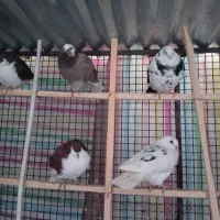 کفتر|پرنده|نیشابور, فردوس شمالی|دیوار