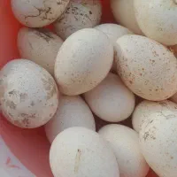 تخم بوغلمون