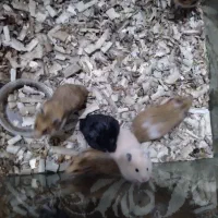 همستر سوری و طلایی