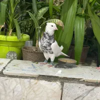 طوقی سینه کله رنگی پلاکی