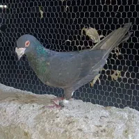 زاغ دورگ خال طلایی