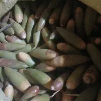 بلوط. بروی