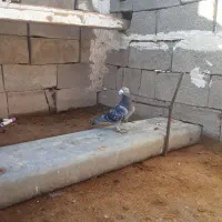 کرز کمیاب نر|پرنده|خرم‌آباد, |دیوار