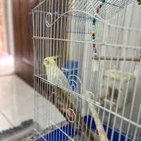 عروس هلندی نر لوتینو