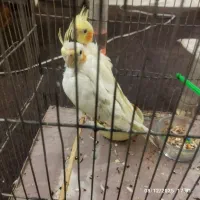 عروس هلندی نر و ماده