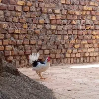 خروس