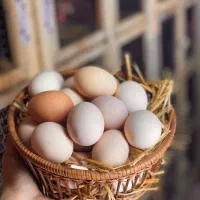 تخممرغ