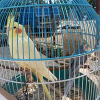 عروس هلندی|پرنده|اردبیل, |دیوار