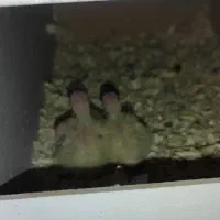 عروس هلندی|پرنده|قم, نیروگاه|دیوار