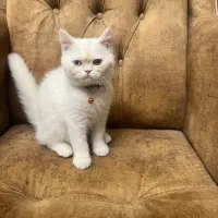 بچه گربه بریتیش چشم دو رنگ