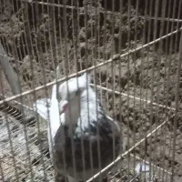 کفتر طوقی|پرنده|طرقبه, |دیوار