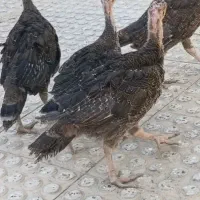 جوجه بوقلمون ۳ماهه