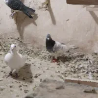 نر کله سبز چینگ سفید وماده سار شکلاتی