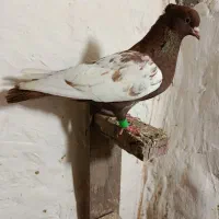 سینه سرخ|پرنده|خرمشهر, |دیوار