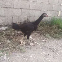 جوجه خروس لاری افغان
